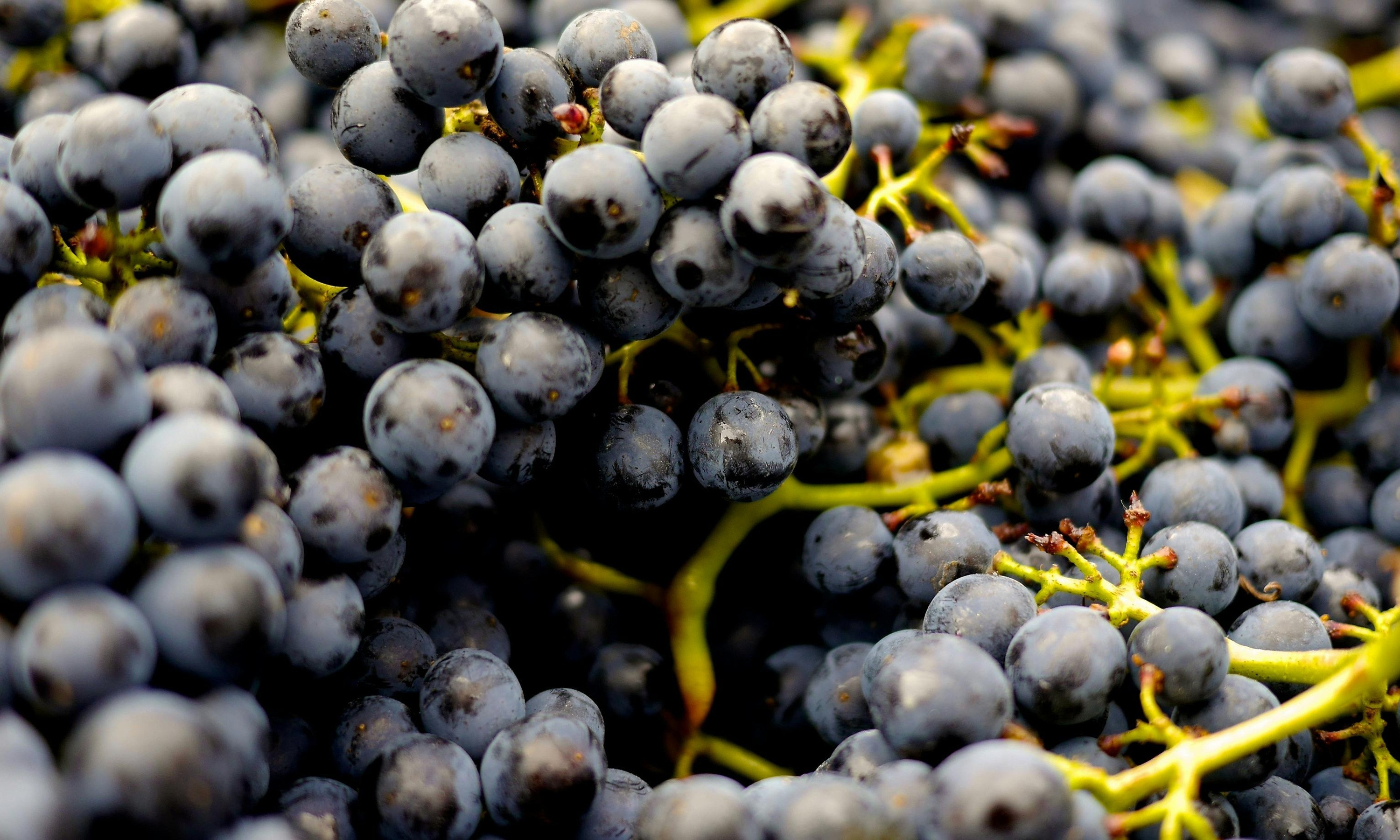 Pinot Noir o Sangiovese?